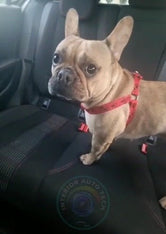 Adjustable Dog Harness, Dog travel accessory, Pet Car Safety Harness, No-Pull Harness, Dog Harness for Small Dogs up to 10kg - interiorautotech